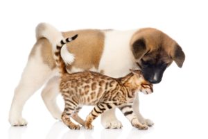 Why Many People Choose To Spay Neuter Their Pets