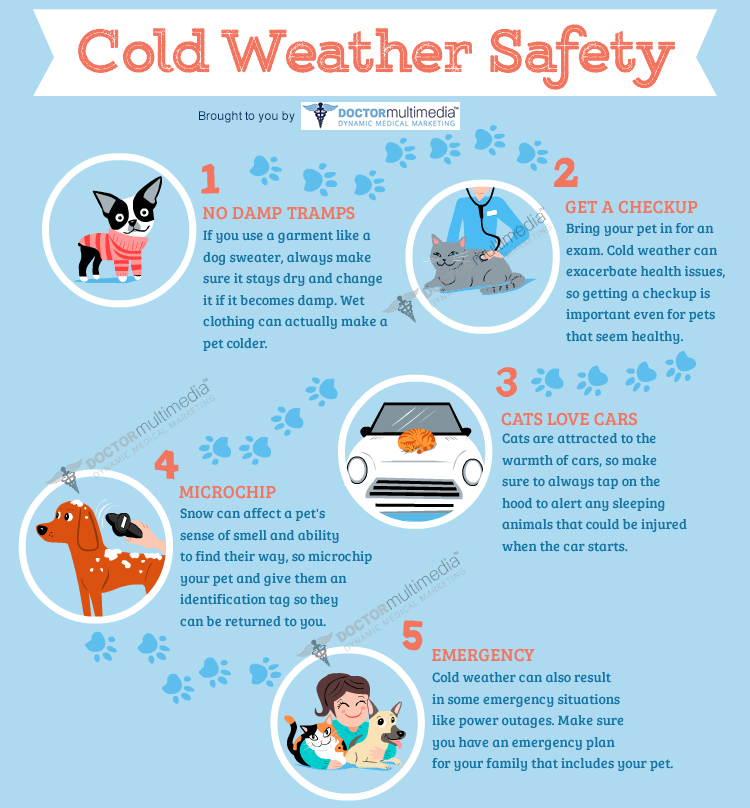 10 Cold Weather Pet Safety Tips